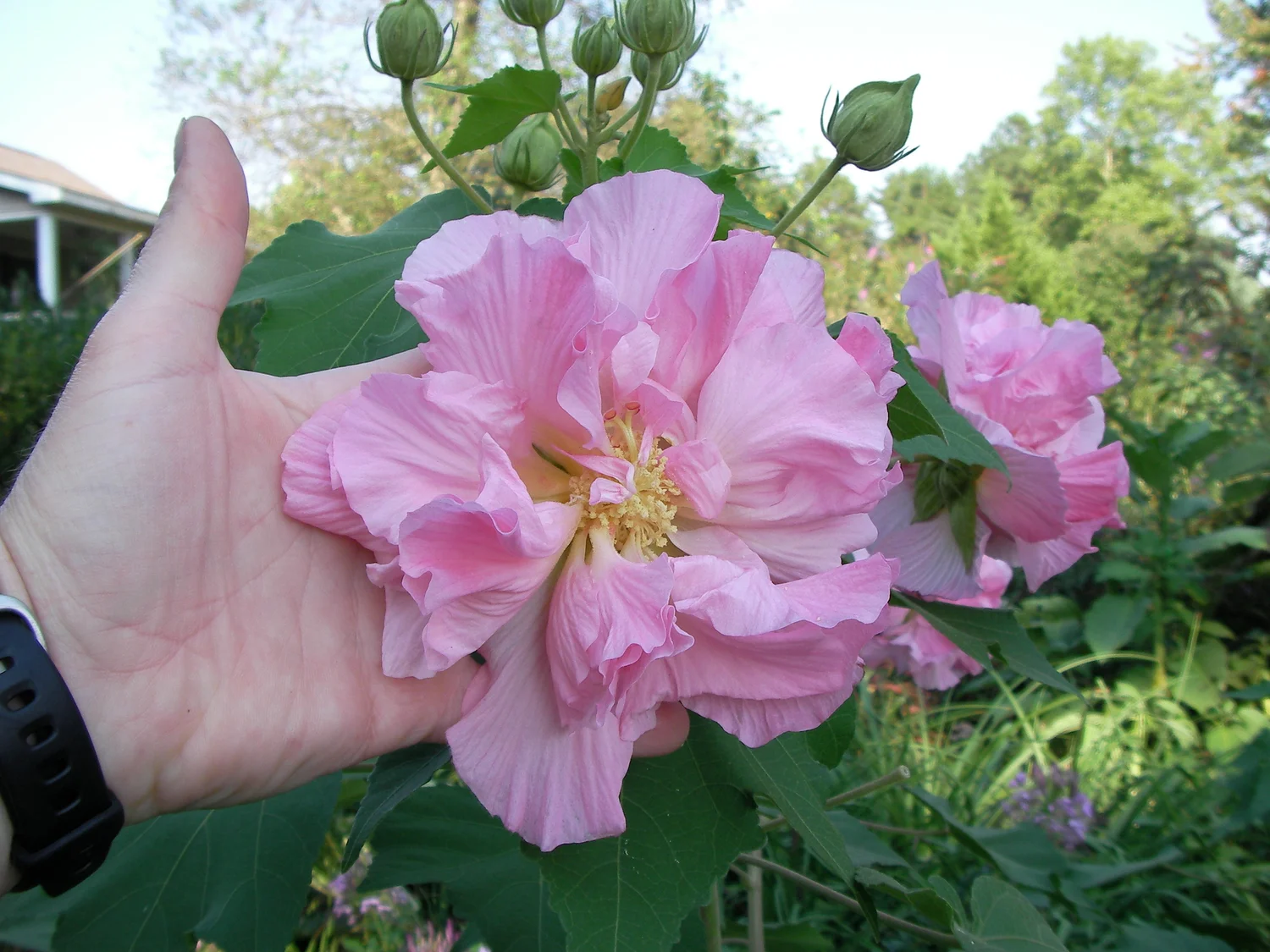 Pink Confederate Rose Plant — Angel Trumpet Nursery LLC